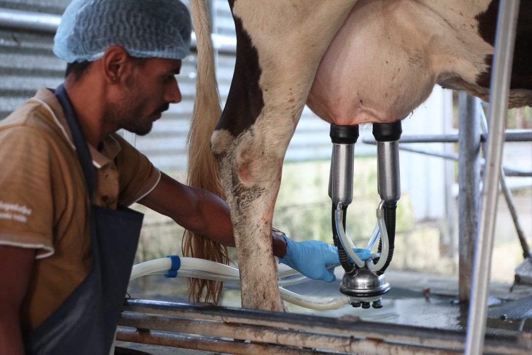 ثبت رکوردی کم نظیر در تولید شیر خام / مجتمع کشت و صنعت اشراق به 40 لیتر تولید به ازای هر راس گاو شیری رسید.